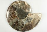 Cut & Polished Ammonite Fossil (Half) - Madagascar #200123-1